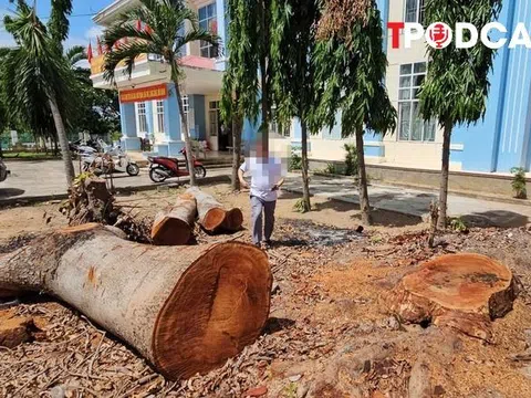 NÓNG 26/6: Vụ cưa bán cây trong công sở sát ngày sáp nhập: Chủ tịch phường lên tiếng