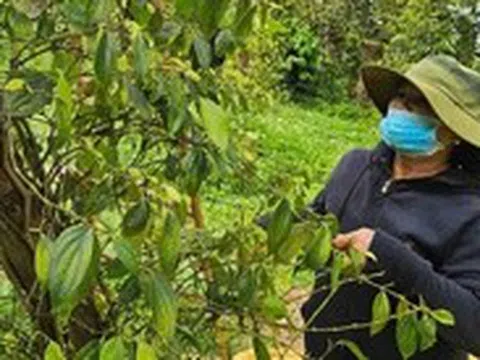 Giá hồ tiêu bất ngờ quay đầu giảm sau nhiều ngày tăng liên tiếp