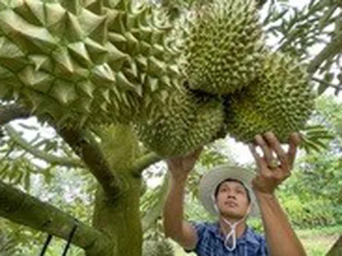 Mời chuyên gia Trung Quốc sang kiểm tra thực địa chuỗi xuất khẩu sầu riêng Việt Nam