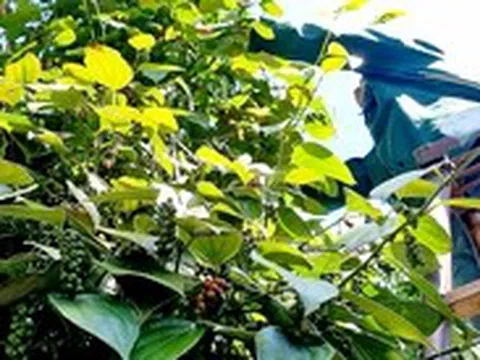 Giá hồ tiêu Việt Nam 'phân hóa' với quốc tế
