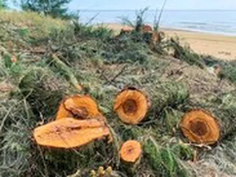 Chủ tịch tỉnh Hà Tĩnh chỉ đạo 'nóng' sau vụ người dân chặt cây phi lao trong rừng phòng hộ
