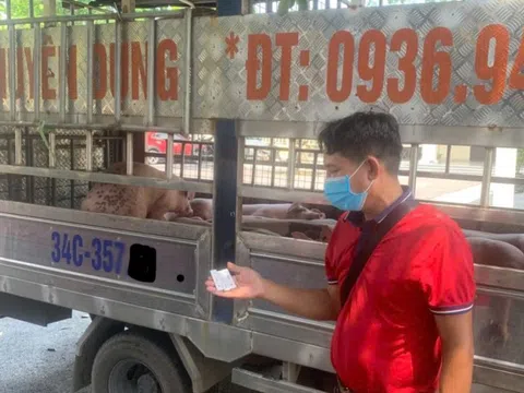 Công an chặn đứng vụ vận chuyển lợn nhiễm dịch về Hải Phòng tiêu thụ