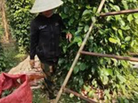 Vì sao giá hồ tiêu vẫn chưa bật tăng mạnh như kỳ vọng?