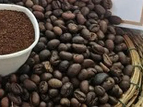 Giá cà phê Việt giảm theo đà giá thế giới, có giảm thêm?