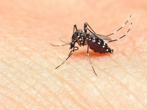 Dịch sốt xuất huyết 'vào mùa' cao điểm