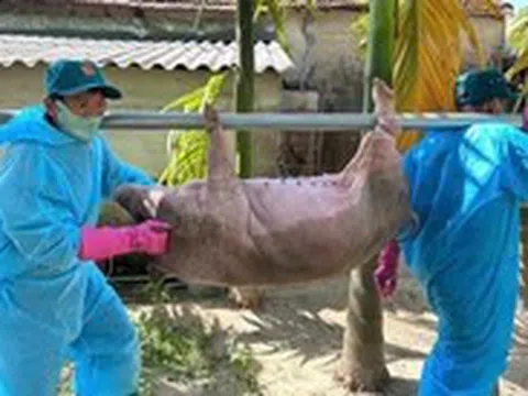Tiêu hủy hơn 500 con heo ở Quảng Ngãi