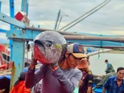 Giá cá ngừ đại dương giảm, ngư dân kéo dài thời gian khai thác