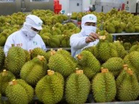 Sầu riêng Việt Nam được Trung Quốc đánh giá rất tốt sau chuyến kiểm tra thực tế