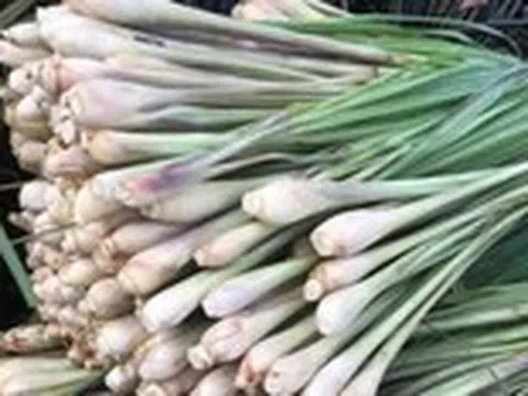 Cây sả thơm và có nhiều lợi ích, nhưng ai không nên dùng?