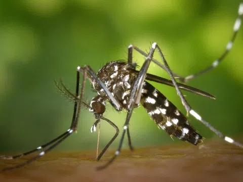 Bộ Y tế thông tin về bệnh gây đau, viêm khớp do lây từ muỗi Aedes