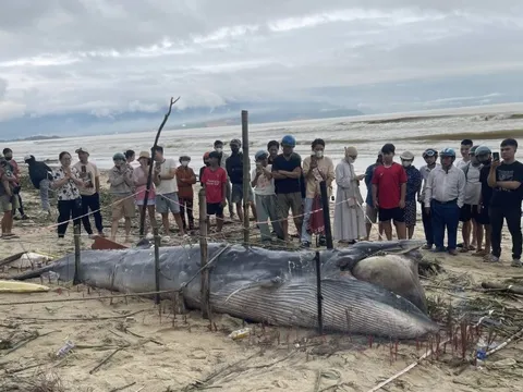 Cá ông dạt vào bờ biển là điềm tốt hay xấu? Ngư dân 40 năm đưa ra giải thích