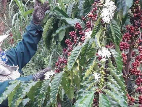 Xuất khẩu cà phê đạt kỷ lục nhưng năm tới liệu có còn 'ngon ăn'?