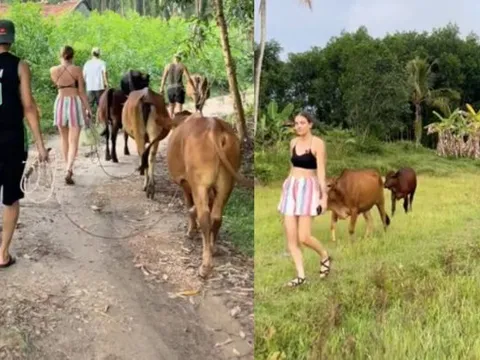 Clip du khách Tây mỗi người chăn một con bò khiến dân mạng thích thú