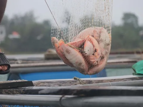 Cá chết do lũ, người dân Đà Nẵng mất hàng trăm triệu