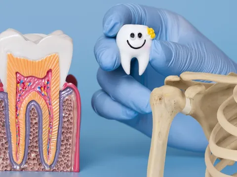 Vì sao răng không được xem là xương?