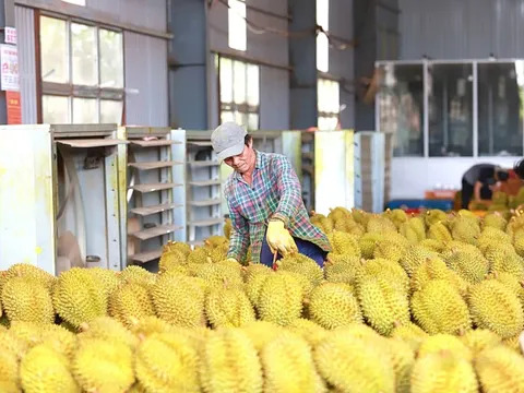 Đã có giải pháp căn cơ cho xuất khẩu sầu riêng