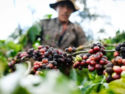 Doanh nghiệp nói về nghịch lý lớn nhất của cà phê Việt, lo bàn cách vượt khó