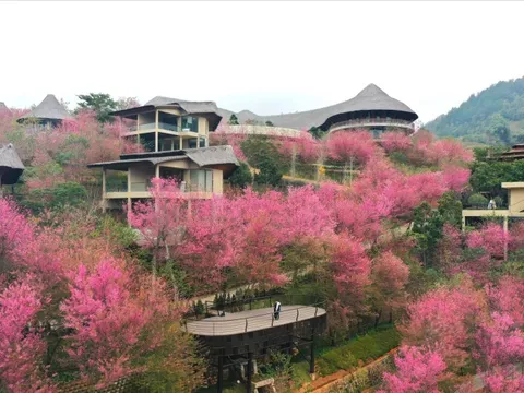 Không phải Hàn Quốc, Nhật Bản, đây là nơi đang có hoa mai anh đào nở rực 1 góc trời: Cách Hà Nội 300km