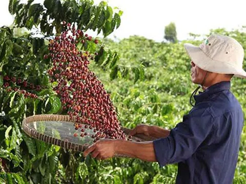 NESCAFÉ Plan 2030: Tăng cường áp dụng nông nghiệp tái sinh, tăng năng suất và giảm phát thải khí nhà kính